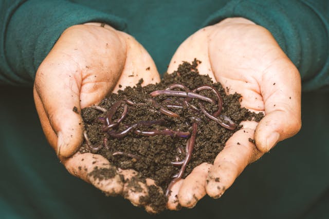 Title: Composting 101: Turning Food Scraps into Nutrient-Rich Soil