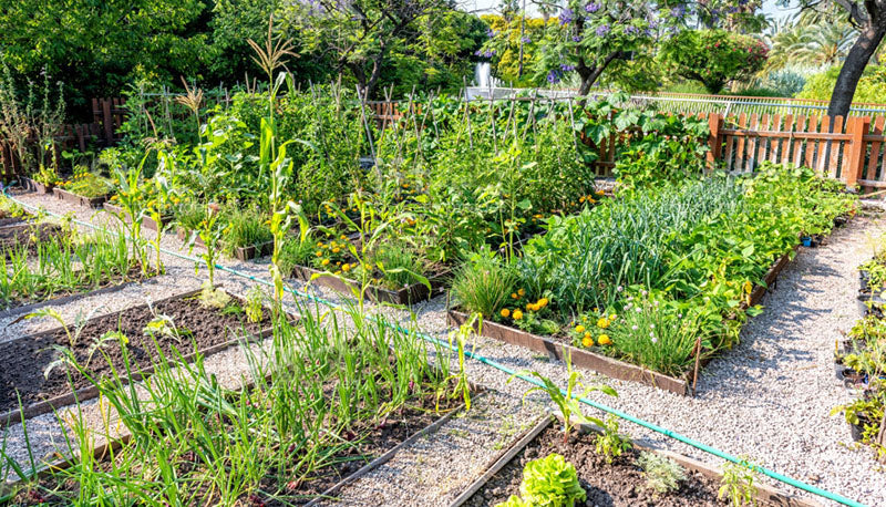 Green Thumb Starter Kit: 5 Essential Tips for Launching Your Backyard Garden
